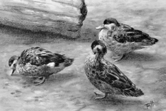 Busy Bills (charcoal on gesso)