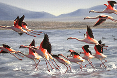 Coming Storm (oil on canvas)