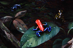 Jewels of the Rainforest (oil on canvas)