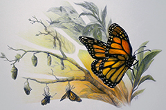 Monarch Emergence (colored pencil)