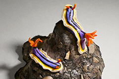 Nudibranchs (sculpture)